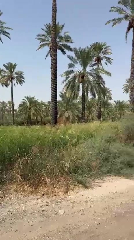 سلام عليكم يوجد دونمين ملك طابو صرف في محافظة بغداد منطقة المدائن قرب شارع سيد علي الوجه ٥٠ النزال ١٠٠ تتوفر من خدمات كهرباء+ماء أسأله+ماء سقي أيضاً تبعد عن نهر دجله ٧٠٠/٨٠٠ متر عن نهر دجله والي يريد دونم أو اثنين عادي للاستفسار ***********
