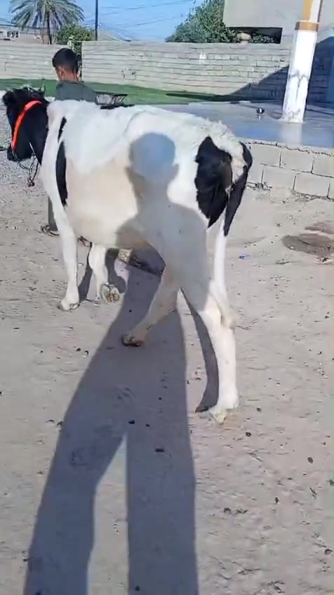 السلام عليكم مكلف بل نشر اتصل عل رقم 
اخوان جنايه يوجد بجر فريزي الاصلي 
عشار كفاله 5 اشهر وين جنايه 
بجر حلوه وجنس شرط نصاحه 
وين جنايه
العنوان شرقاط قريه شكرا
هاتف/***********
***********بي واتساب 
ماتحصل رقم او مشغول راسلني واتساب ودلل
