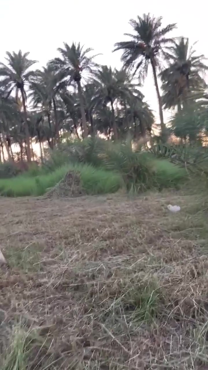 طابو صرف مناصفة
المساحة 2000 متر بستان

الكفل / ام نعجة

جدول بني حسن

عن التبليط 300 متر

كهرباء/ ماء سقي / ماء اساله

السعر 40 مليون

اغلب النخل بريم

***********
