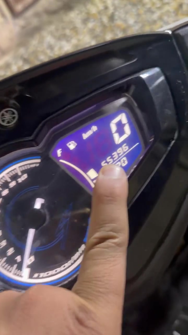 سكنس • ياباني • مكفولة