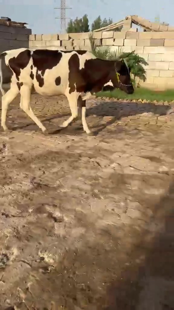 بسم الله الرحمن الرحيم بجر هوش عل عل ولاد بجر حلوه وفقيره مكان ميسان ,***********
