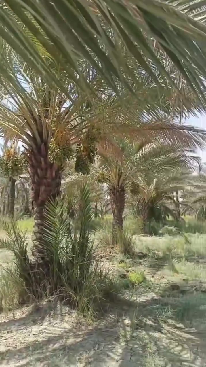 دونم • الابراهيميه • نص مزروع