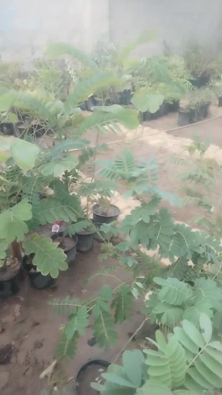 بسم الله الرحمن الرحيم 
يعلن مشتل الزهراء في ميسان عن توفر فسائل نخيل 
مجهول 
جوزي أحمر 
بريم 
عبد الهادي 
شويثي أحمر 
بربن
مكتوم
بانسب الأسعار مع وصل ضمان بلصنف والنوعيه 
موجود تشوف وتاكل وتقلع 
انسب الأسعار 
مشتل الزهراء في ميسان العماره بستان دور النفط شارع مجلس محافظة قرب حسينيه الزهراء البتول ع
كذالك يوجد انواع الشتلات وانواع المجذرات والمستلزمات الزراعية والمبيدات ومكافه الارضه والاسمده والبتموس والسنادين كذالك 
مستعدين لزراعه الحداىق والبساتين 
ومكافحه الا، ضه والافات الزراعية 

***********
***********
