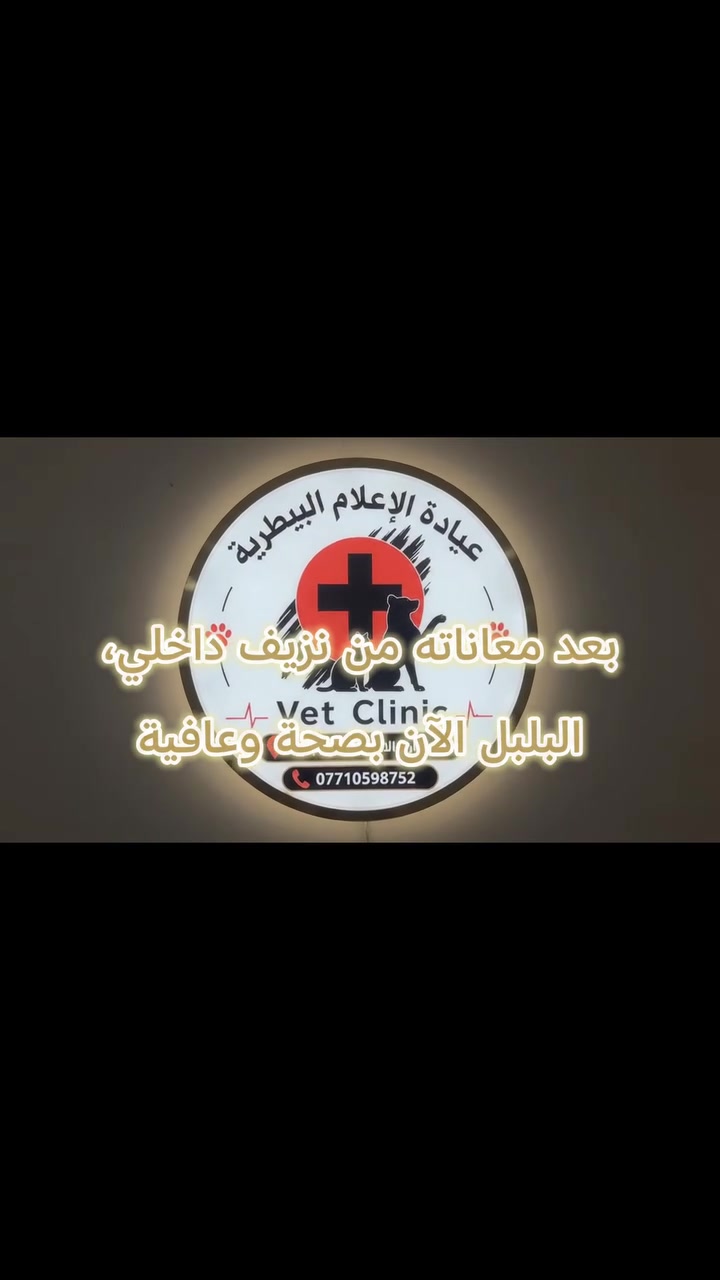 بلبل • نزف داخلي • عيادة الإعلام