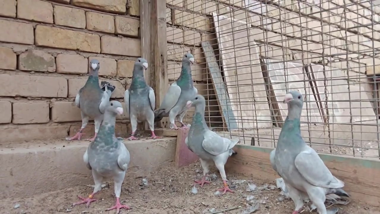 هومر • سلفر • ميسان العماره