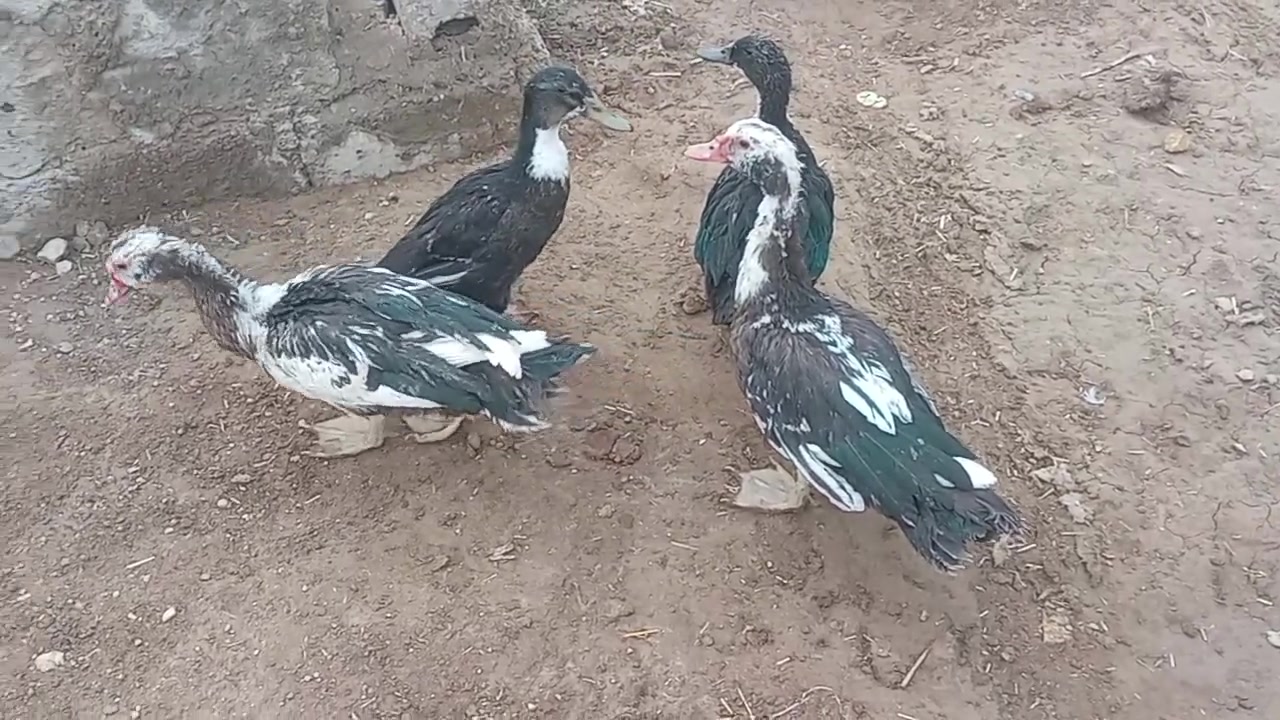 بط • خضري بري • لحي مقابيل واسط