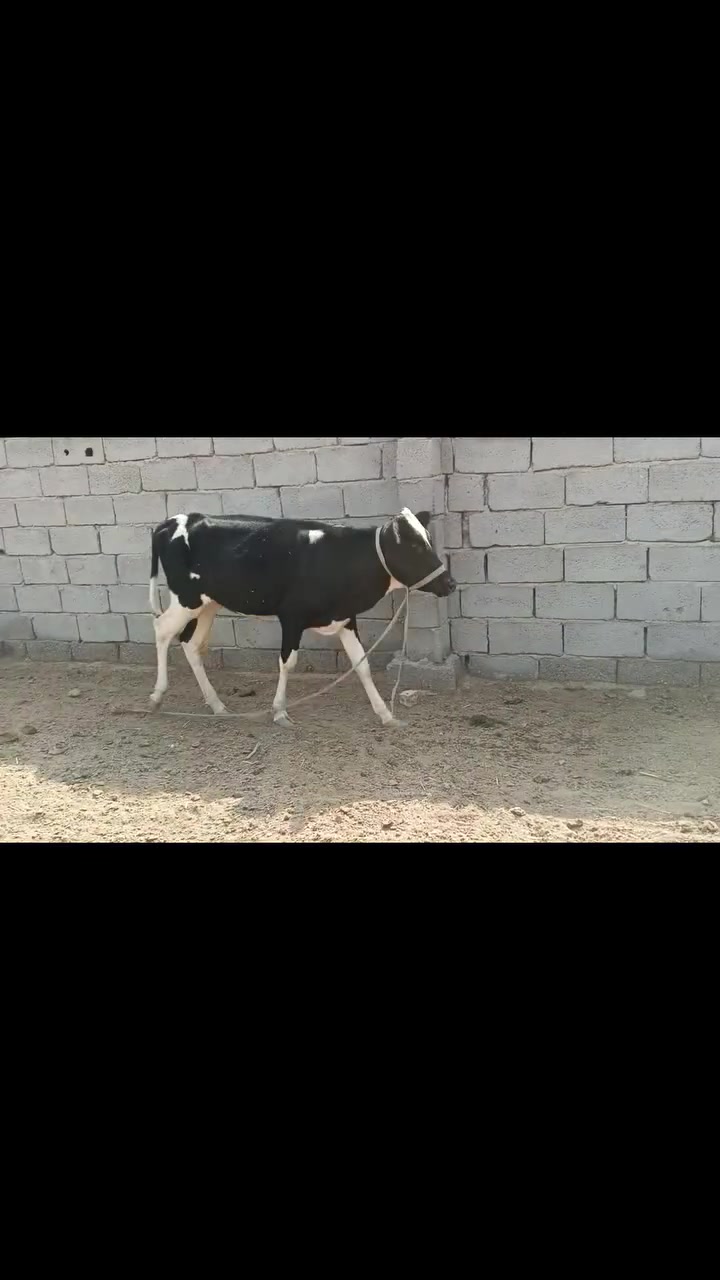 مباجر • نويه • ثلاثة