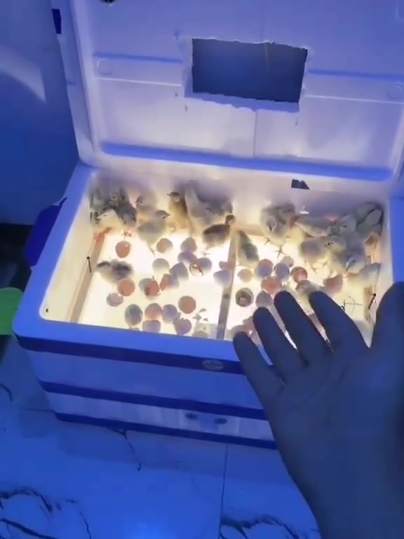 🐣🔥 فقاسة بيض بسعة 100 إلى 120 بيضة 🔥🐤
💡 تشتغل بربع أمبير ⚡ 🔋 تشتغل على اليو بي إس والعاكسة والبطارية ✅ 🥚 سعة الفقاسة من 100 إلى 120 بيضة 🚚 توصيل مجاني إلى جميع المحافظات 🇮🇶
💰 السعر: 85,000 دينار فقط 🔥
🐤 نبقى وياكم خطوة بخطوة لحد ما يكتمل التفقيس ❤️ 📦 دعم ومتابعة حتى تحصل أفضل نتائج بالتفقيس ✅
📩 للطلب والتثبيت: أرسل رقمك وعنوانك على الخاص 📲
🔥 لا تفوّت الفرصة، وابدأ مشروعك بتفقيس البيض من البيت! 🐣💰
#فقاسة_بيض #فقاسات #تفقيس_البيض #مشروع_من_البيت #مشاريع_صغيرة #بيض_دجاج #تربية_الدواجن #العراق
