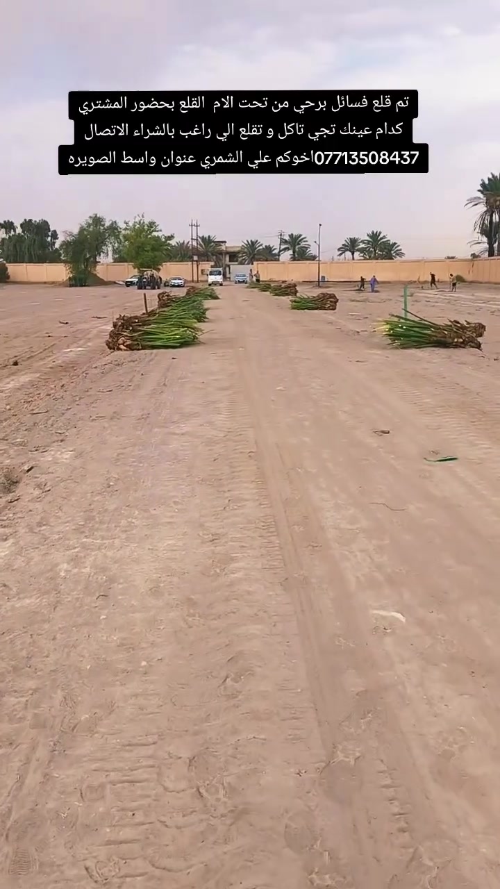 السلام عليكم بتاريخ/ 18/9/2026/تم قلع فسائل برحي من
 تحت الام للاخ ابو علي من بغداد ايضا فسائل برحي  تحت الام احجام خشنه  القلع بحضور المشتري الي راغب بالشراء عنواني واسط الصويرة لاتصال  *********** علي الشمري البيع النخيل
