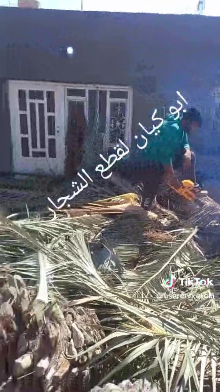 يا الله سلام عليكم مستعدين لتقطيع جميع الأشجار الكابرس شجر الاثل شجر قلم طوز وشجر السدر ونخيل التمر .... الرقم ***********
