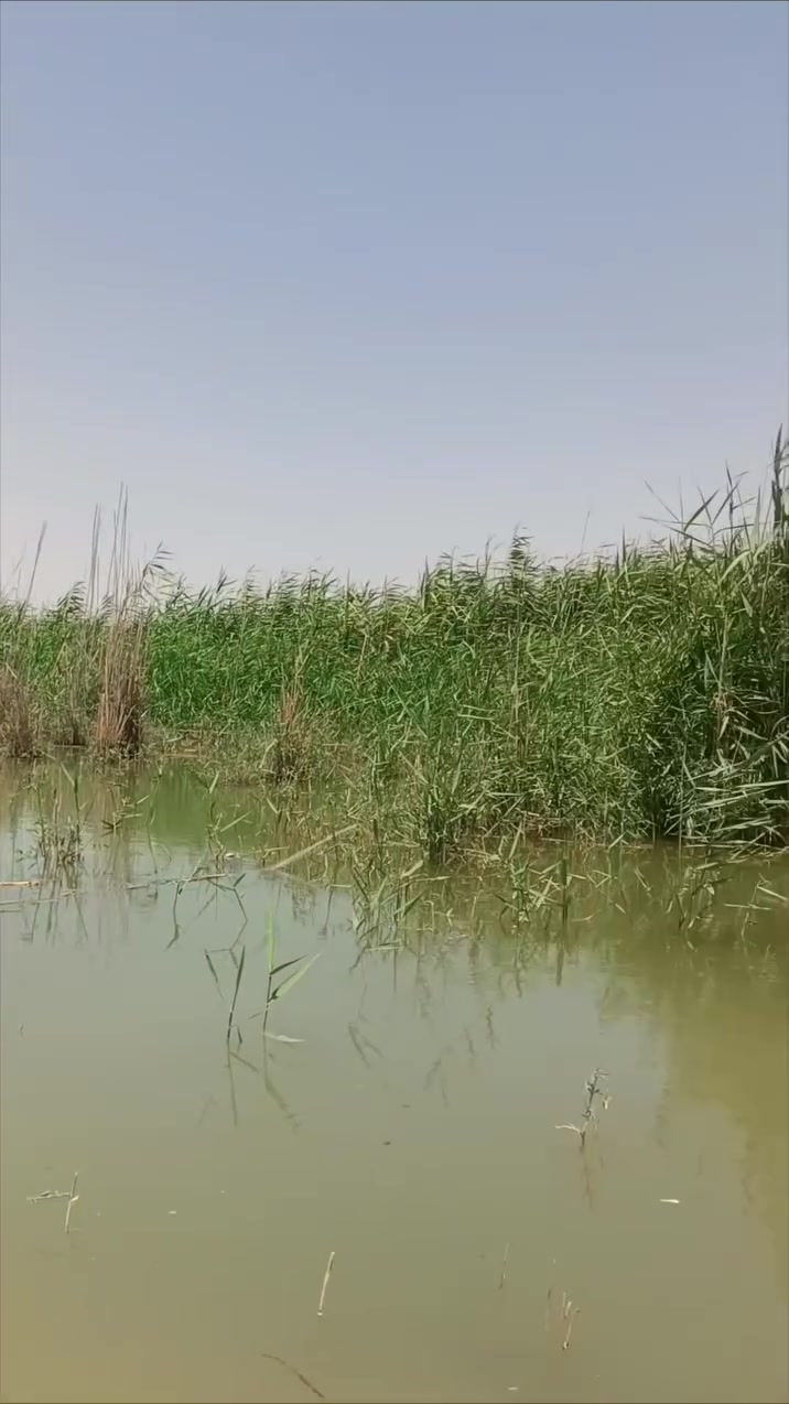 دونم • الامام المهدي • سند 25