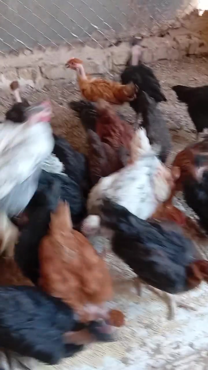 دجاج ابو ركيبه 🐓🐓
متوفر دجاج ابو ركيبه 🐓 العمر شهرين واسبوع ماخذات جميع اللقاحات سعر الزوج 12 الف💵💵 رقم الهاتف *********** ☎️☎️ العنوان بغداد التاجي 🏠🏠 يوجد توصيل على المشتري
