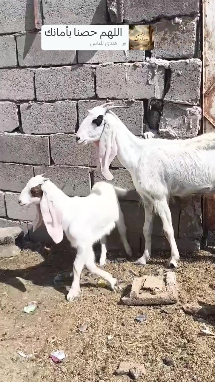 اللهم صلي ع محمد وآل محمد 🌺
متاح عنز فاخره درجه اولئ فول خشانه فول اول بطن وره اصخله عنز مال جنيه رقم واحد حمدانه اصليه خشانه فول اول بطن 
متاح معزه العدد  6 كلهن  عشر بيهن  جذاع وبيهن ع بطن بطن  تبارك الرحمن  
اخون اسعار مناسبه  لشراي يتصل ويدلل 
***********

