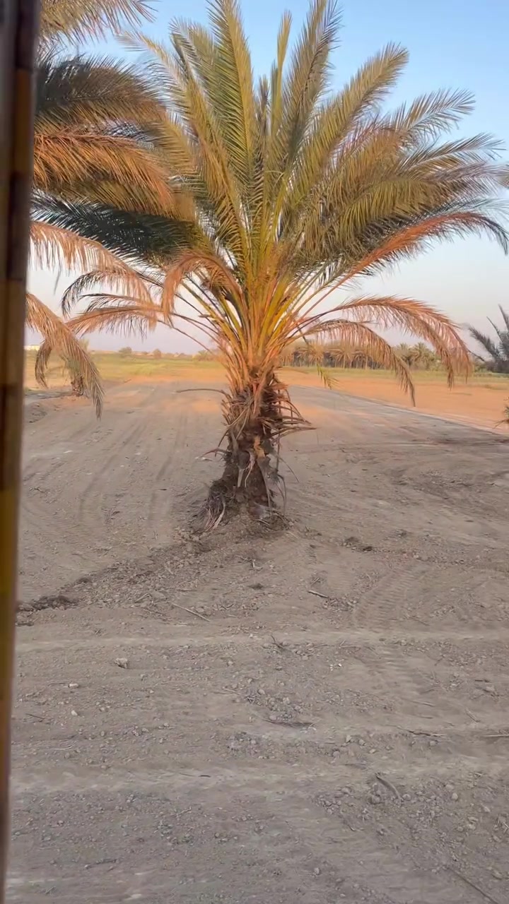 دونم • مي وكهرباء • الطارميه الخضراء