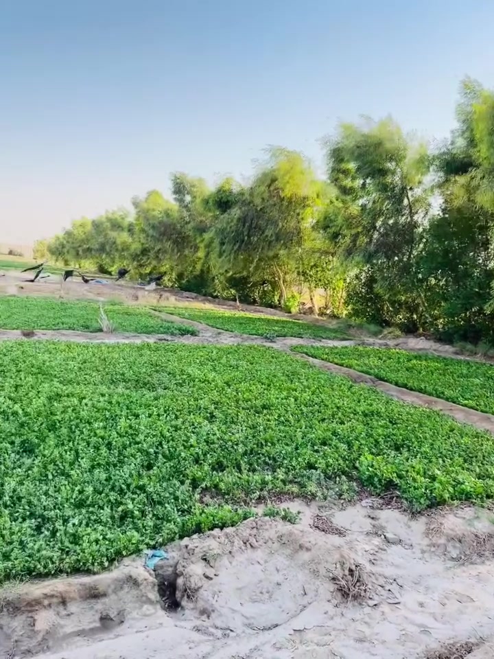 مزرعه للبيع..عقد خمس دوانم مجدد لغاية.  2028 
فيها كهرباء  ماء اساله.  بىر ارتوازي... ماطور.  15 حصان. 
فيها بيت سكن بناء جديد..  فيها اشجار.  ونخيل..
على شارعين .. 
البراكيه.. شارع السبيس ... مقابل شركة سيد احمد الميالي الجديدة

ممكن أن تكون واجهتها محلات تجارية أو غسل سيارات أو اي شيء تجاري.
وحتى تصلح ان تكون دور سكنيه وتوزع قطع.
فيها كل المؤهلات متوفره.من ماء و كهرباء.
عرض الواجهة. 50  متر. وطولها. 250. متر 
ولها واجهتان على شارعين.

     ***********.  أبو ثمود الغزالي......

        ______________"""""
ابو ثمود الغزالي
