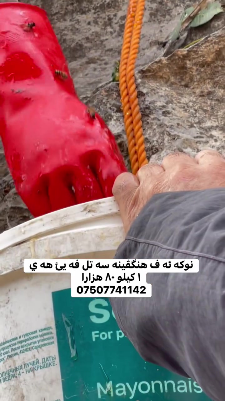 نوكه • ١ كيلو • للبيع