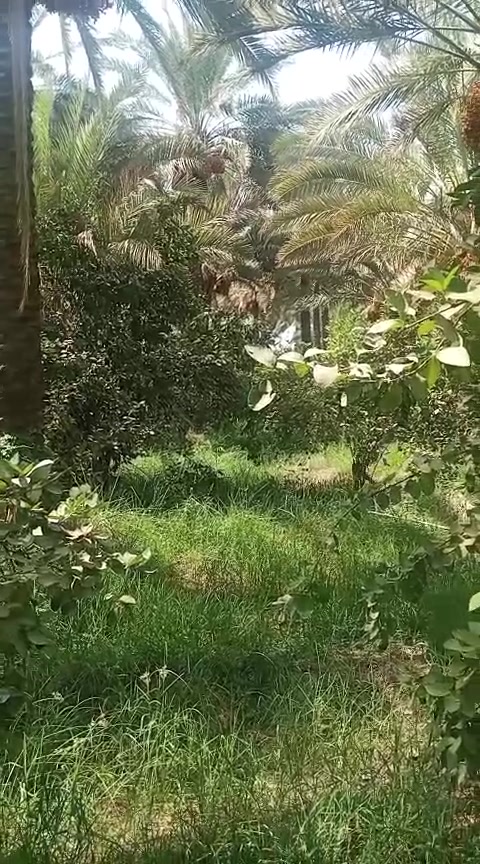 السلام عليكم 14دونم  بستان كامل حمال طابو زراعي سند 25 جميع الحمضيات والنخيل
نهرهن وحيدهن موطورات بيهة عدد2واحد على كهرباء واحد على كاز سعر دونم 45
المكان الصويرة استفسار ***********
