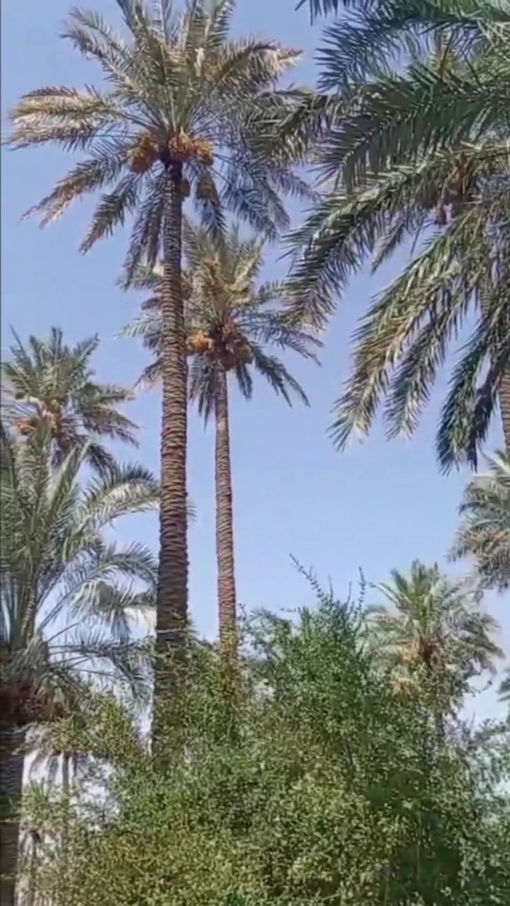 🌴🌳 فرصة مميزة للبيع – بستان زراعي 🌳🌴
📐 المساحة: 4 دونم
📃 سند 25 زراعي
🌿 بستان كامل ومسيّج
🌴 يحتوي على أكثر من 100 نخلة تقريباً، أغلبها زهدي والباقي أنواع متنوعة، بالإضافة إلى أشجار حمضيات .
💧 ماء سقي من نهر دجلة
📍 الموقع: العبايجي – خلف مركز الشرطة 
💰 السعر: 75 مليون دينار عراقي للدونم الواحد 
🤝 ويوجد مجال للتفاوض
📞 ***********  ***********
🏢 مكتب الفراجي للعقار
 بإدارة الحاج بسام حميد الفراجي
📍 العبايجي – المصلحية – مقابل شارع البحطاب

