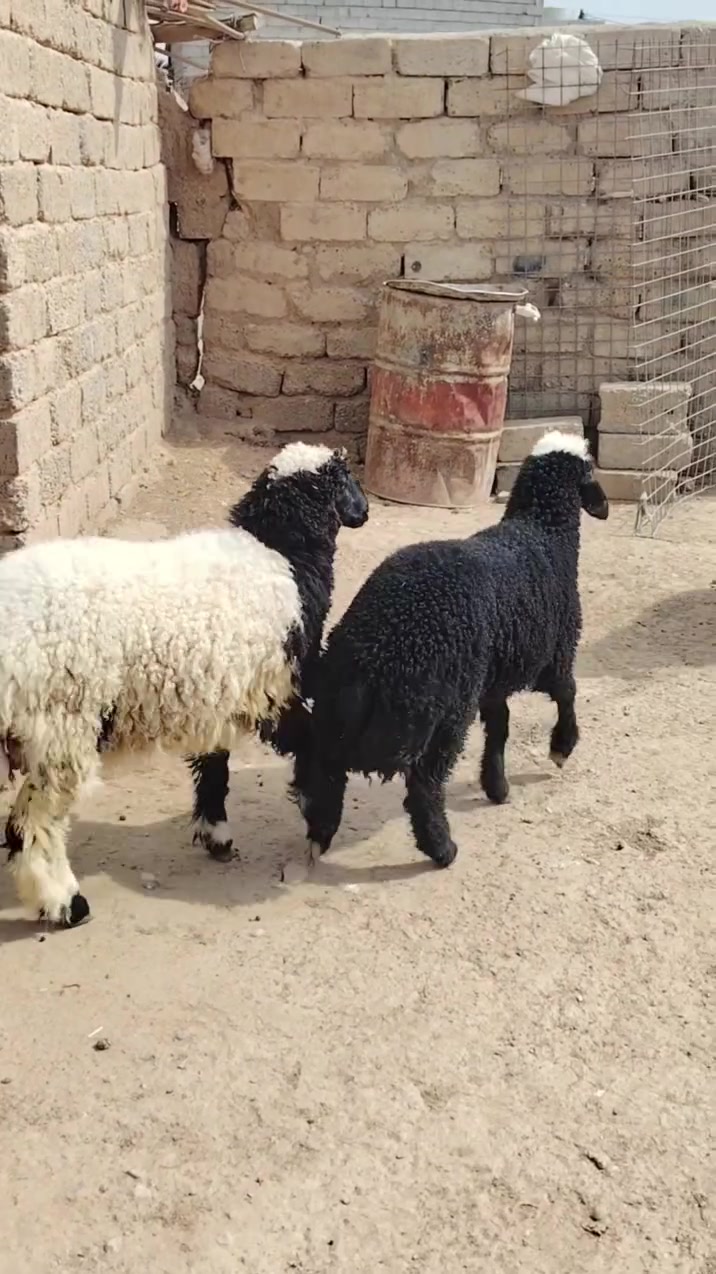 هونر X9c • هاتف • للبيع