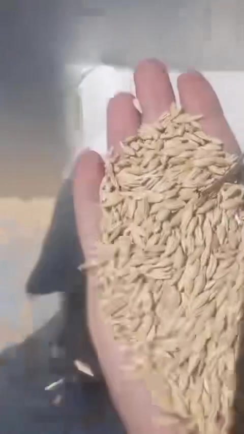 🌾 شعير روسي بذور درجة أولى 🌾
مكتب محمد ضياء الزراعي

على بركه الله وصول شعير روسي 

بذور درجه اولى خالي من الشوائب 
وزن الكيس موحد ٥٠ كغم 

يصلح بذور ويصلح علف 

بسعر مناسب 

التوصيل مجاني للكميات 

✅ نظيف 100% بدون تراب ولا شوائب

✅ يصلح علف و يصلح بذور

✅ مجرب ومضمون - إنتاج عالي

📍 العنوان: بابل - الكفل - مقابل جسر الكفل
📞 للحجز والاستفسار: ***********

#شعير #شعيرعراقي #اعلاف #مكتبمحمد_ضياء #الكفل

نص مكتوب في الصور:
- محمد ضياء ***********
- محمد ضياء
- ***********