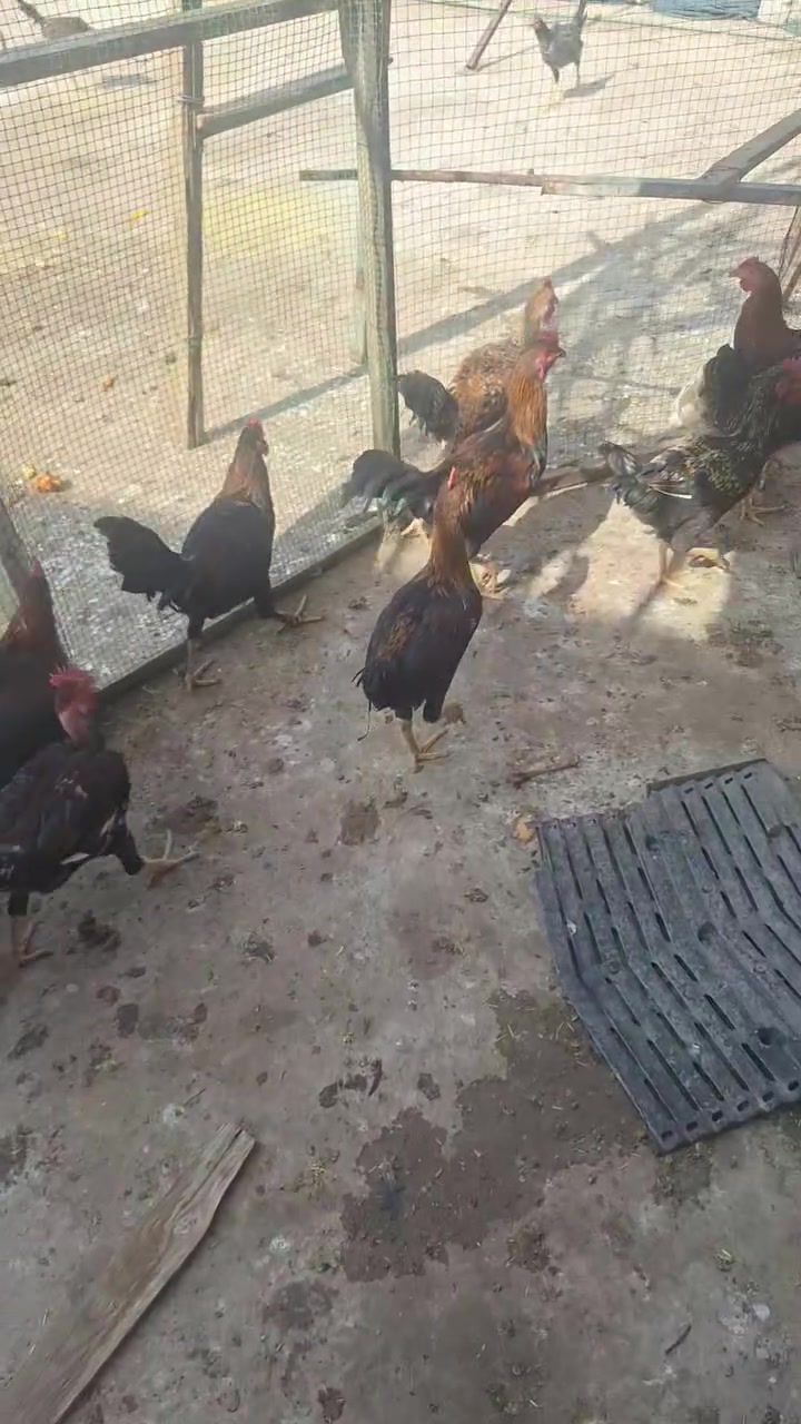شيرى كوردى • ١٥ دانە • كەلار