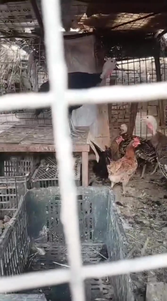 للبيع
دجاجات امايات العدد 3
فسيفسات امايات العدد 3
افراخ فسيفس عرهن 3 اشهر العدد 13
فراريج براهمه وعرب عمرهن 4 اشهر
اسعارهن مختلفه تريد شلع تريد مفرد كلشي بسعره
مكاني المشاهده 
‏‪***********‬‏ بي واتساب
