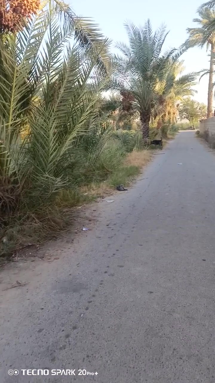 السلام عليكم 3 دونم طابو زراعي سند 25 ; طابو الكاظميه . 
واجهه 81 × 92 الشارعين تبليط  تباع تقطيع او كليا حسب رغبه المشتري
الارض مزروعه وكامله بيهه 50 نخله وبيهه 20 زيتونه 
الارض ركن شارعين تبليط بوجهين
شارع تبليط - ماء - كهرباء - ماء سقي  
تبعد عن الكاظميه 15 دقيقه موقع الارض التاجي سبع البور -
- البصام -
سعر الدونم 90 
*********** بي واتساب #
