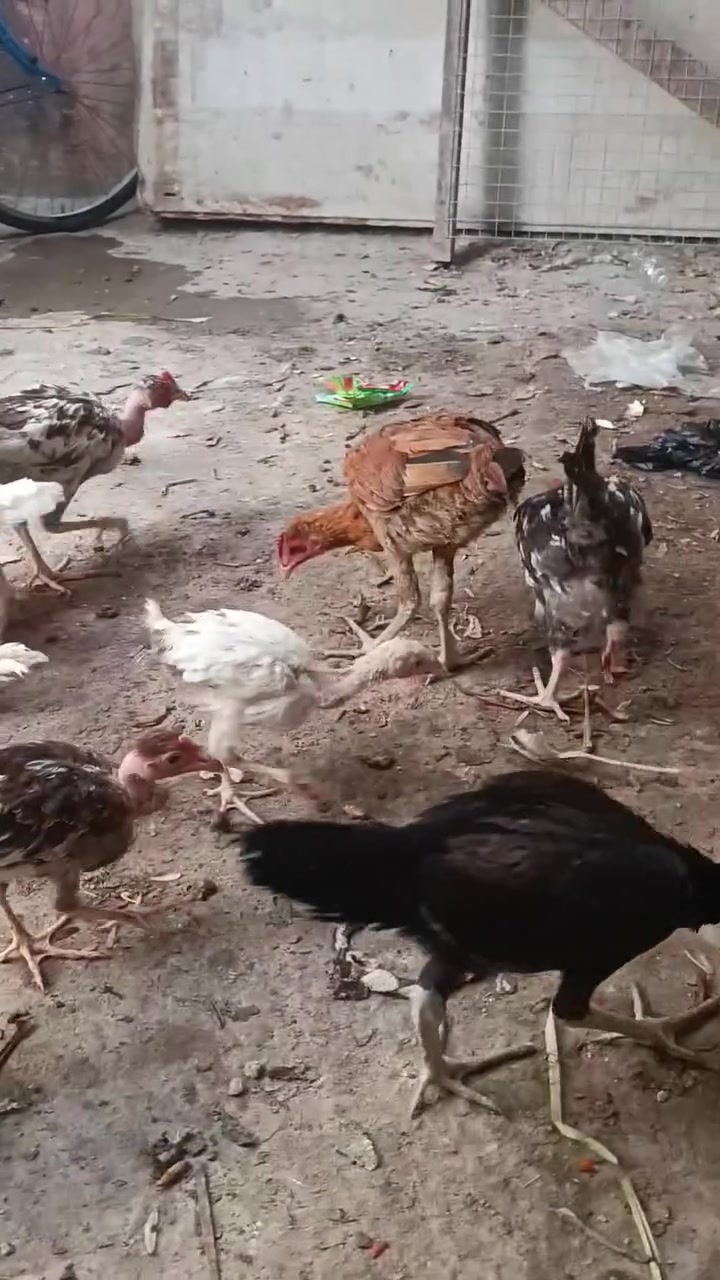 فروجات • ١٨ • واسط قطعه صويره