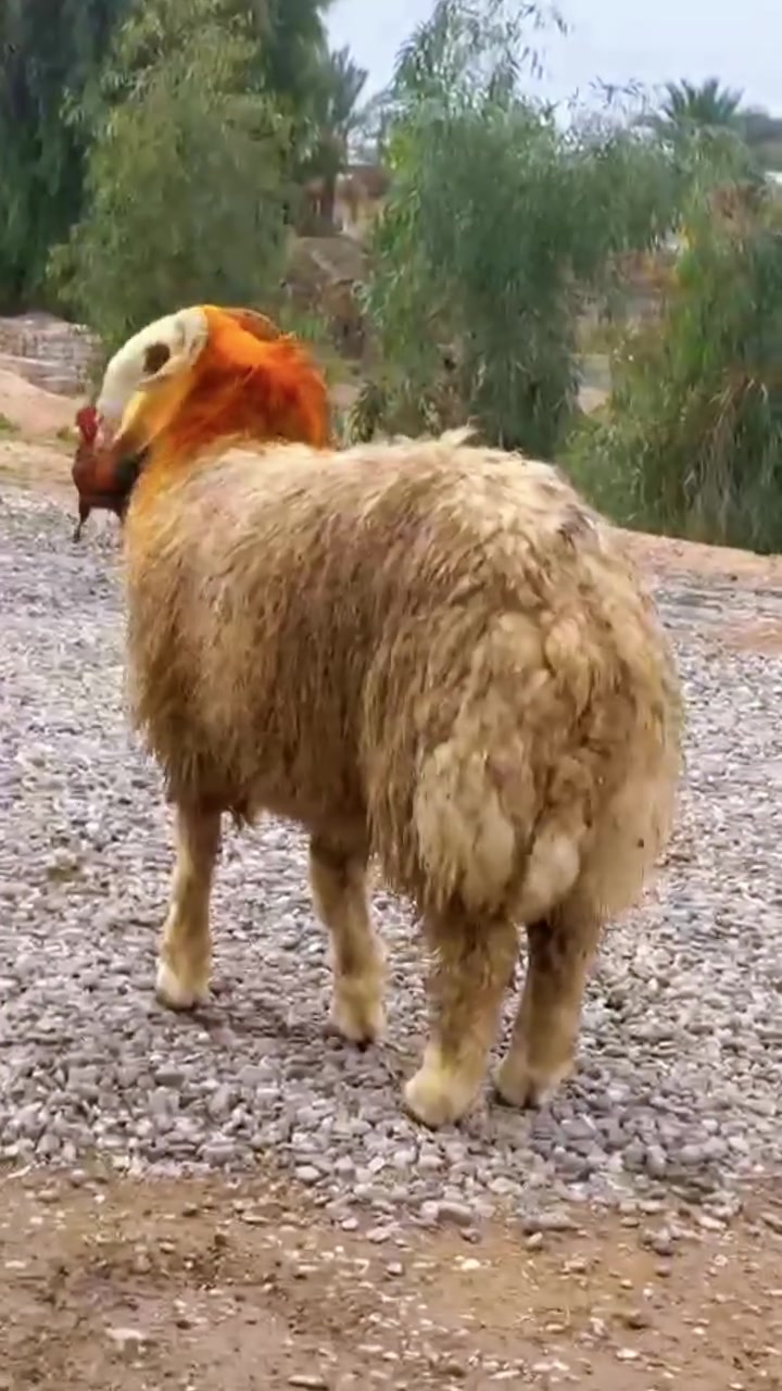طلي شجري • درجة أولى • خط أول
