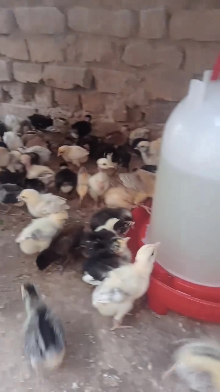 السلام عليكم متاح افراخ عرب اصلي شرط +ابو ركيبه العمر ١٢ ايام ماخذات لقاح صره سعر الزوج ٤ وذا كميه يختلف السعر مكاني خلف مستشفى العراق الاهلي ***********
