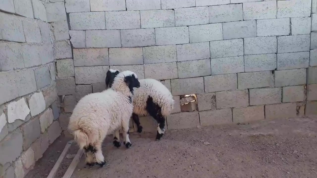 جووتيك بةرخى تةروجوان بؤفرؤشتن.هةردووكى ميية..سعرى .520هةزار.ئةگةرمشتةرى نيت. سعرى نوسراوةپيوست بةپرسيارناكات..***********
