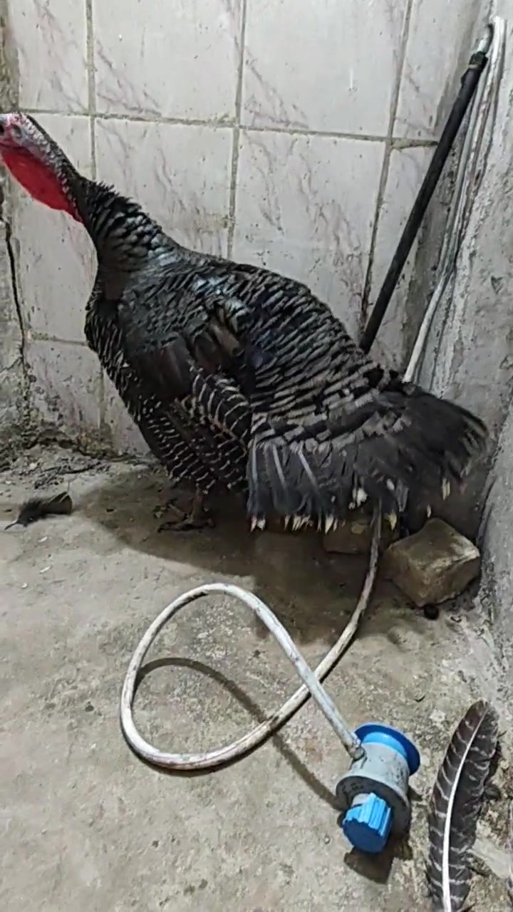 بغداد • نثية بياضه • صحتها جيدة