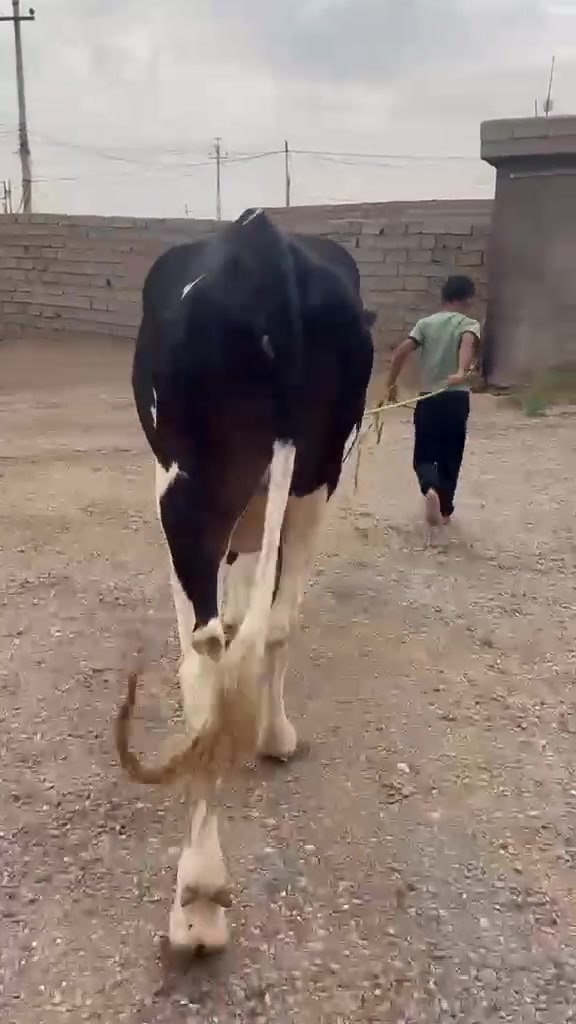 سلام عليكم الجبه على كل عيب حليب خير من الله وشرط الدسامه مصرفه 45 يوم من حض المشتري وين أهل زين
سلام عليكم الجبه على كل عيب حليب خير من الله وشرط الدسامه مصرفه 45 يوم من حض المشتري وين أهل زين 
السعر خاص الاستفسار على هذا رقم *********** 
العنوان ناحية الزاب ملاحظة يرهم مراوس بحلال
