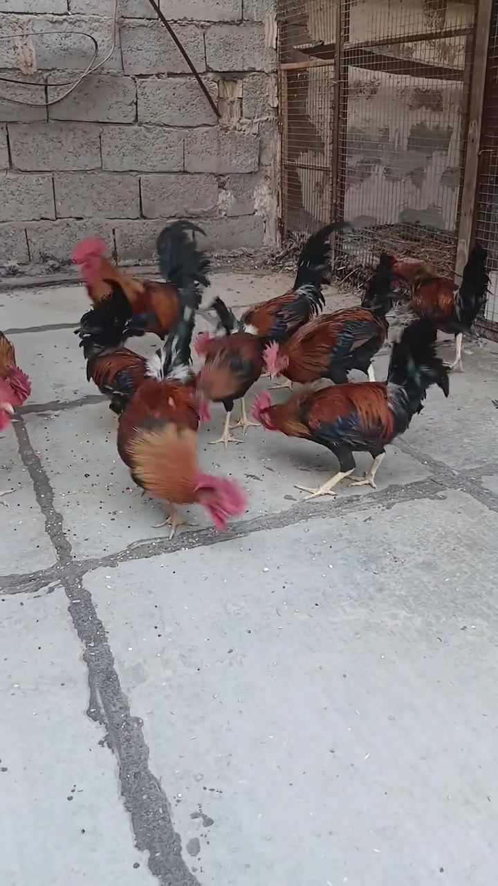 ديوجه ١٢ ديج • زوج • بغداد شعب بساتين
