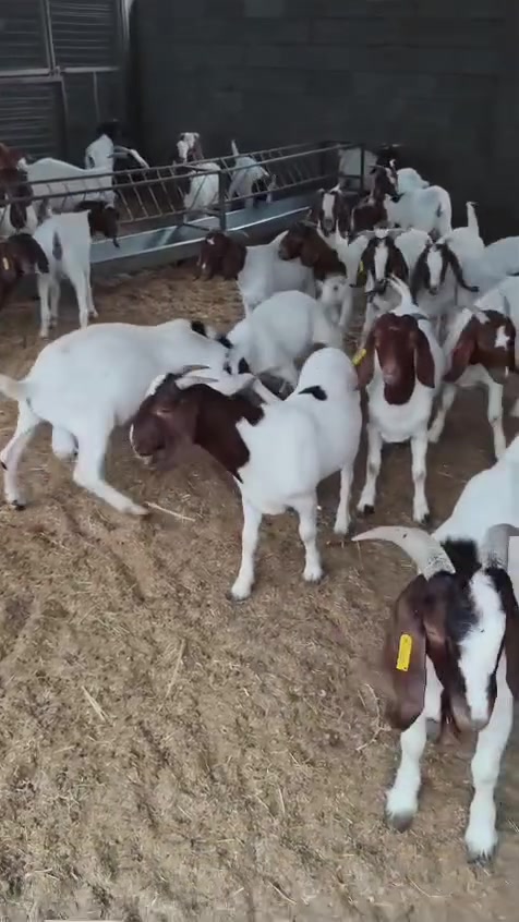 لاصحاب المزارع والنوادر⁦♥️⁩🤗
🐏🐏ماعز 🐏🐏😍😍🤩🤩🤩البور اصلي 
ستيراد جنوب أفريقيا 

شرط حوامل 
بأسعار مناسبه💶💵💵💴 
العنوان/بغداد
للاستفسار الاتصال على الارقام التاليه 📞⁦☎️⁩
*********** محمد الجواد 
***********. سعد ابو غزاله 
***********محمد الجواد 
مملكة الغزلان 
متوفر واتساب

ليس الوحيدين لكننا الافضل 💪💪💪💪
