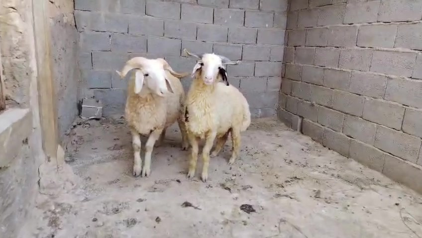 طليان أفحل درجه اولى خشانه فول وشگه طويله وسمن فول شرط النصاح وعلى كل عيب
المكان حديثه/الشراي يتصل ويدلل
أي استفسار ع الرقم
***********
