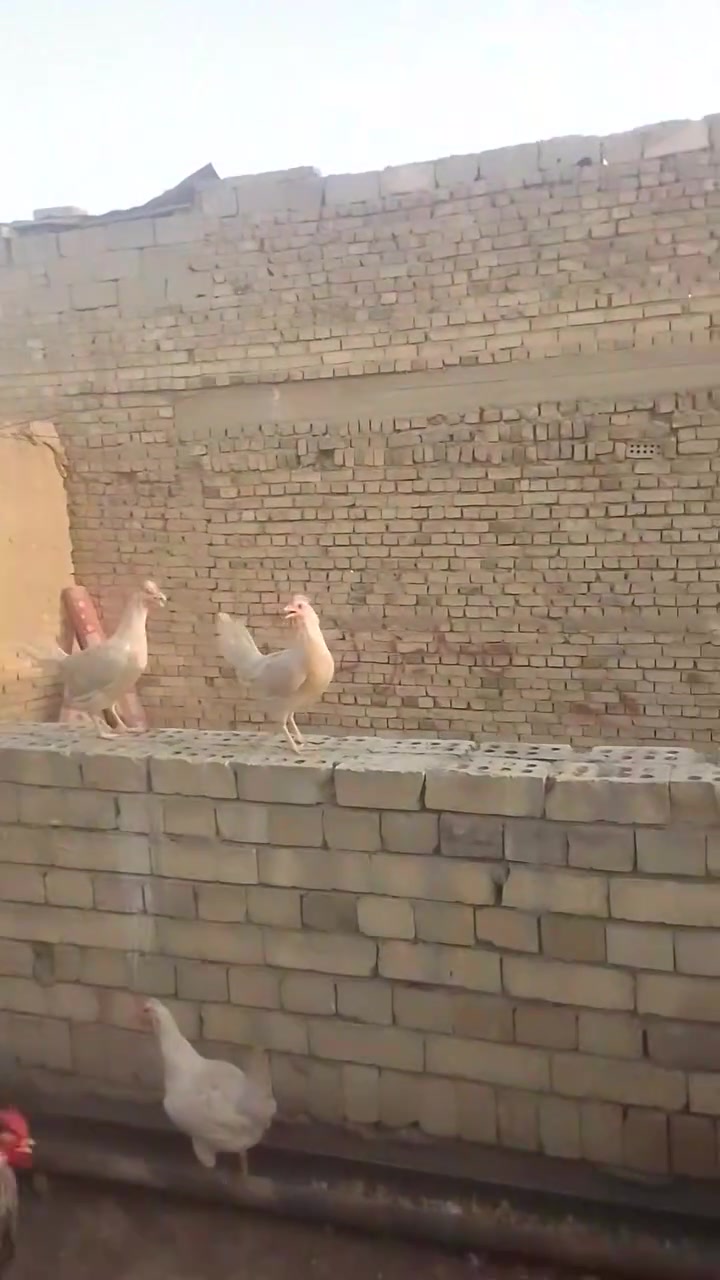 السلام عليكم متاح دجاج كويتي افرك ***********
