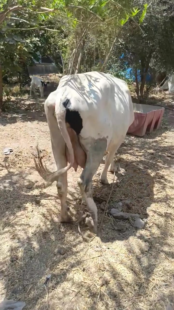 سلام عليكم دابه ثلث بطن وراها فحل فريزي دابه متعهده عله كل عيب شرط الصحاء صاحبت شطر وماعون عل حليب ابيع تحلب خير من الله المكان بابل القاسم السعر 2800وبيه مجال الرقم ‏‪***********‬‏ @إشارة
