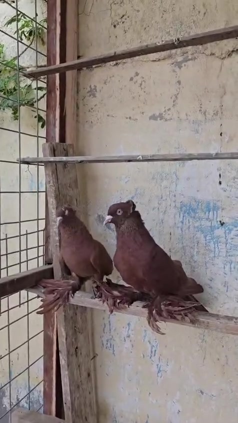 طير • فحل • ديوانيه تقيه الثالثه
