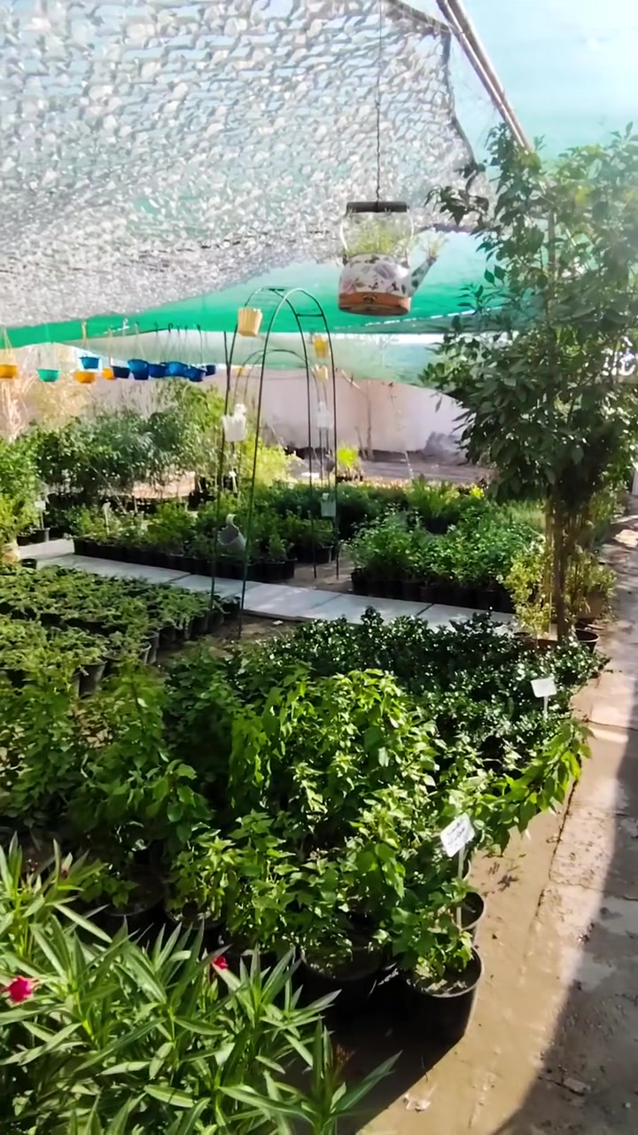 🌿🔥 #عروضنا مستمرّة وياكم 🔥🌿

كل النباتات الموجودة داخل الفيديو 😍
كل ٣ شتلات بـ ٥,٠٠٠ دينار فقط! 💥🌱

فرصة حلوة لتجدد حديقتك وتضيف لمسة خضراء بأقل الأسعار 🌿❤️

📍 متوفر التوصيل داخل الكوت فقط
📩 للطلب والاستفسار الاتصال على الرقم التالي ***********
