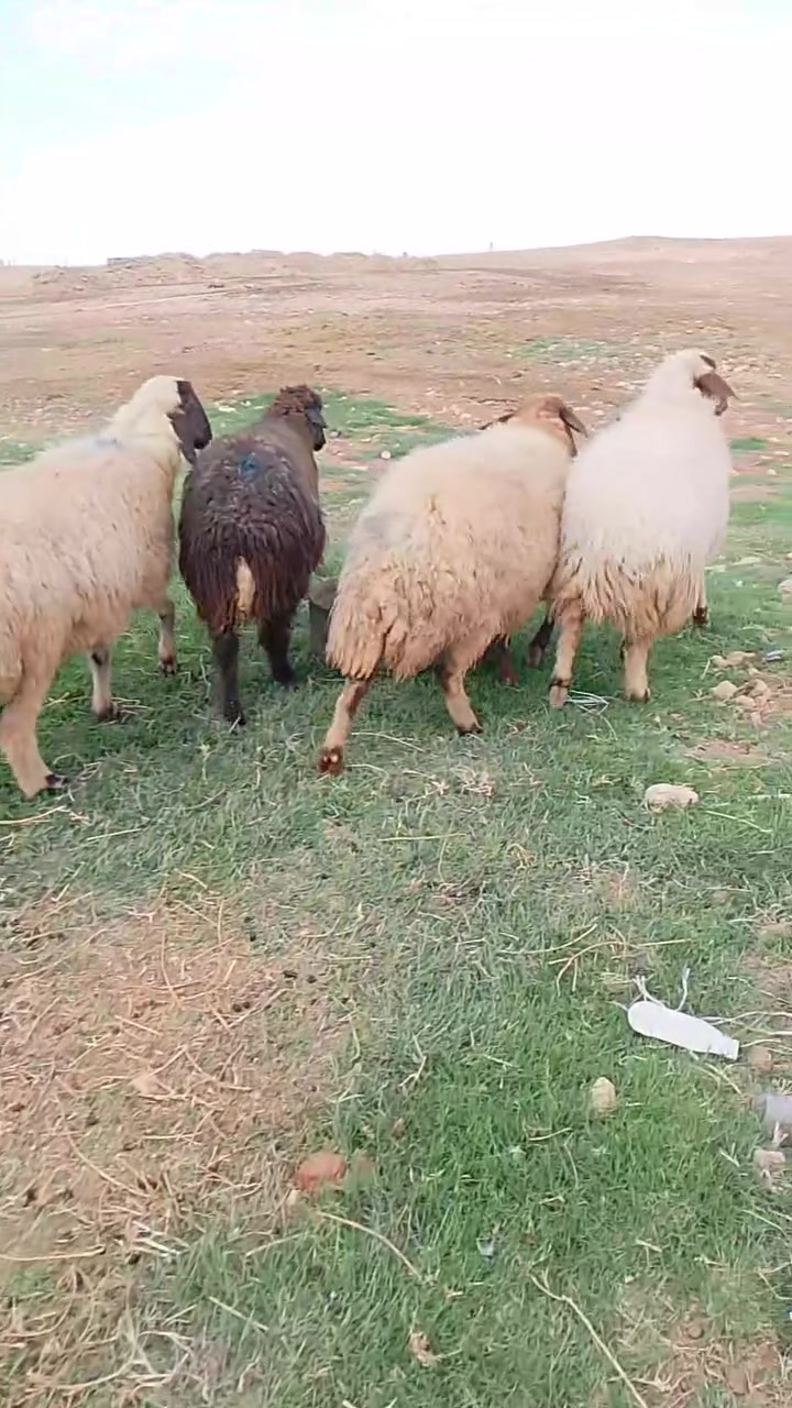 السلام عليكم على بركة الله  اربع نعاج تبارك الله ثنين شرط محاطيط وثنين محنيات بس ما انطي شرط حنه المحاطيط وحده ام ثالث وحده ثنيه والمحنيات ثنيه وام ثالث نعاج سمان غانمات سن وشطر ونصاح وعلى كل عيب خاليات من كلشي نعاج مال جنيه المكان الانبار حديثه يوجد توصيل حياكم الله  🌺 ***********
