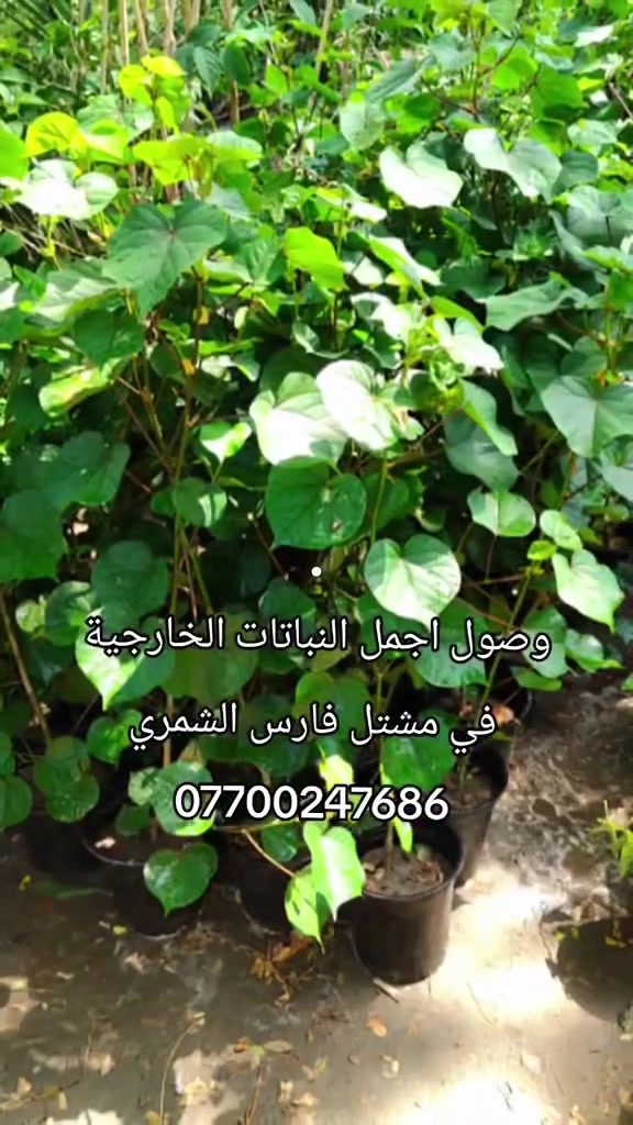 مشتل فارس الشمري
العنوان بابل الحمزة الغربي شارع البلدية / مجاور زراعة المدحتية
للاستفسار
***********
