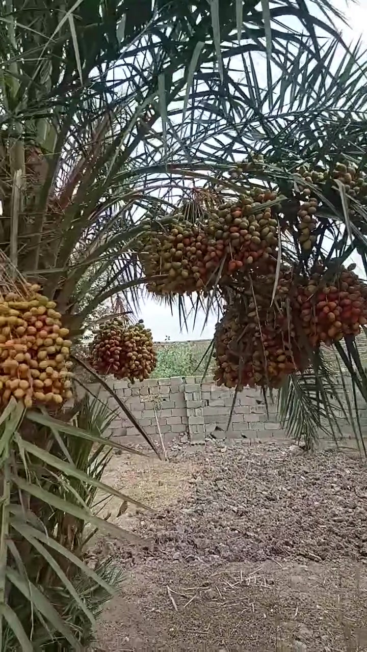 سلام عليكم عندي بيت للبيع مساحته البيت 180 و لمساحه لكل 1000 متر و لبيت بناء جديد ومصبوب كونكريت وجاهز للسكن زراعي و بصوب بني رجاب طريق بعير يتوفر كل لخدمت وجريب عله طابو و قريب عله لولايه ماء اساله و كهرباء خطين طابو وزراعي و مقابيله مدرسه ابتدايه و لبيت مناسب جدا وللستفسار ***********
