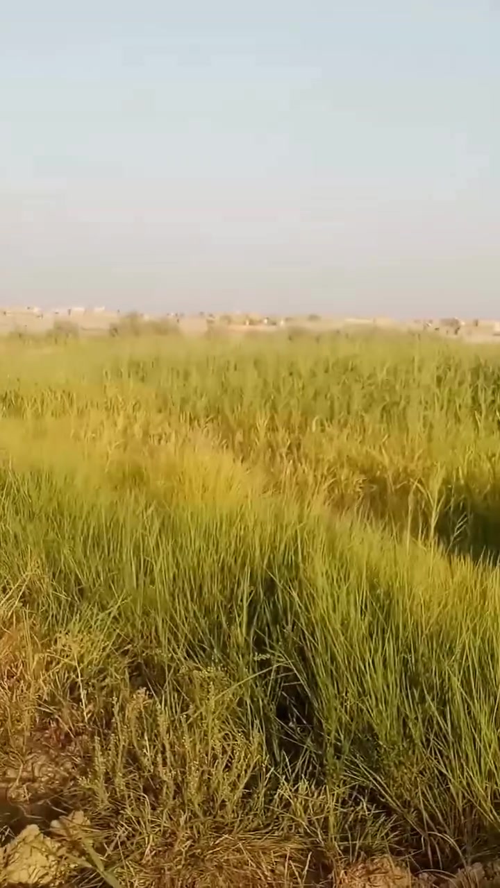 سلام عليكم ارض زراعيه للبيع المكان ال شفيج قريب عل شط 2دونم خدمات موجوده ماء كهرباء سعر خاص 
اتصال ***********
