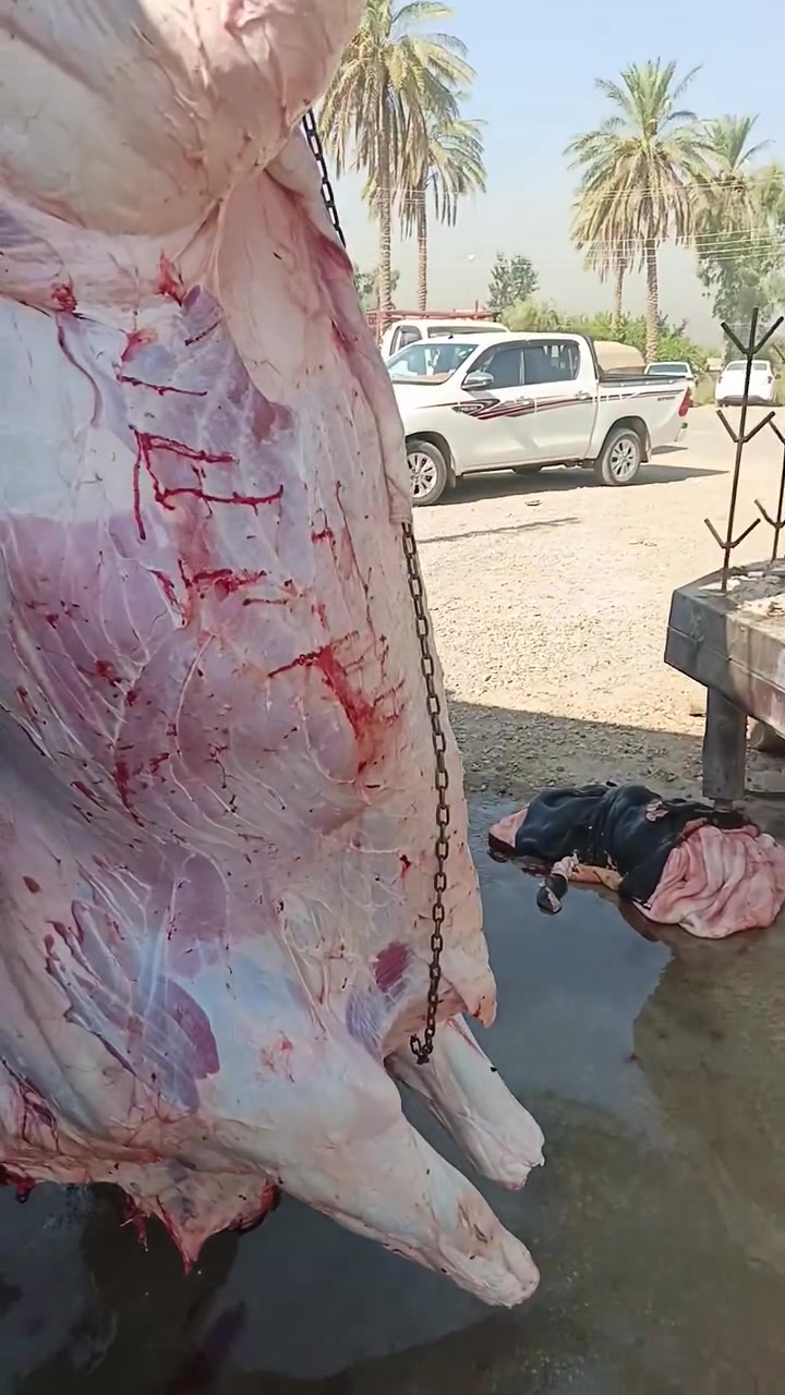 يا الله علئ بركت الله 
لحم غنم هرفي ب ٢٠ 
لحم عجل شرح ب ١٨ 
كبان طلي كامل ب ١٧ 
مكان بغداد الراشديه مقابل الكهرباء ***********
ذبح يوم بيومه
