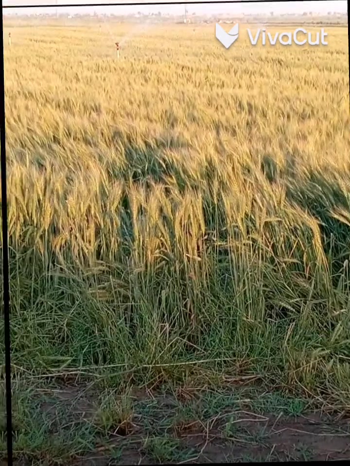نراز • بنت الچيس