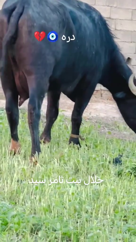 يالله اللهم اصلي عل محمد وال محمد
بجر اول بطن جوه شفج درجه اولئ  من حلال بيت ثامر سيد شرط الحليب وشطر دسامه مكفوله ع كل عيب
المكان بغداد العبيدي
***********
***********
