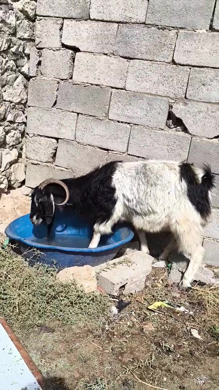 زوج عنوز • فارغات • شيخ حديد