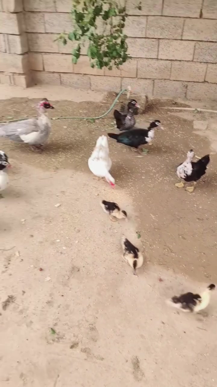 بيجي الحريجيه • بش مصري • عدد ٧