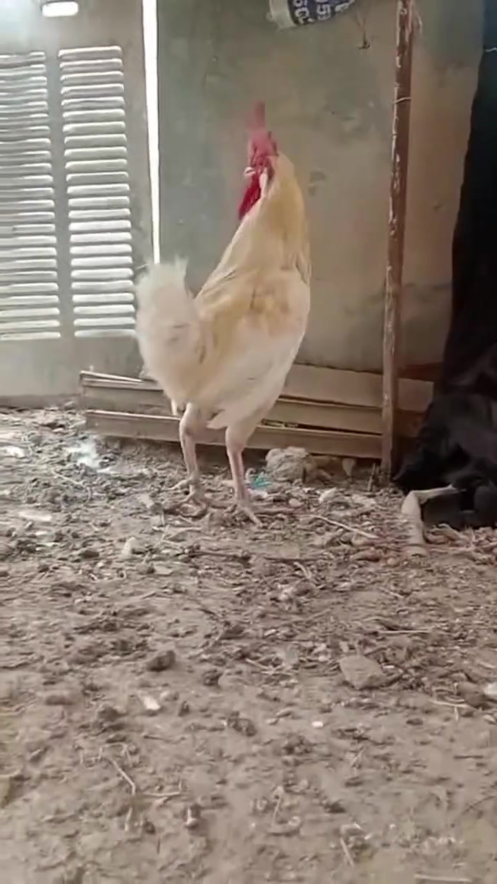 ديج عرب • شرط التكفيش • ناصريه قضاء الاصلاح